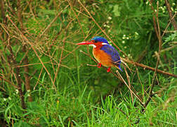 Malachite Kingfisher