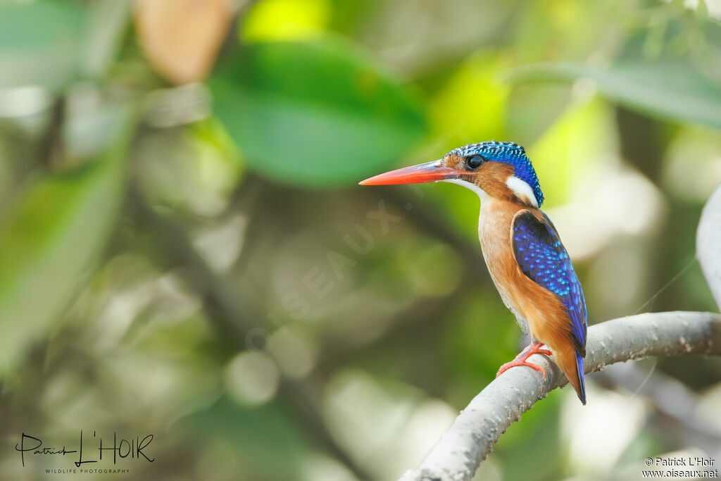 Malachite Kingfisher