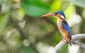 Malachite Kingfisher