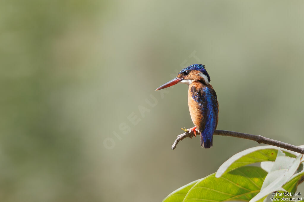 Malachite Kingfisher