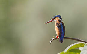 Malachite Kingfisher