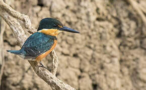 American Pygmy Kingfisher