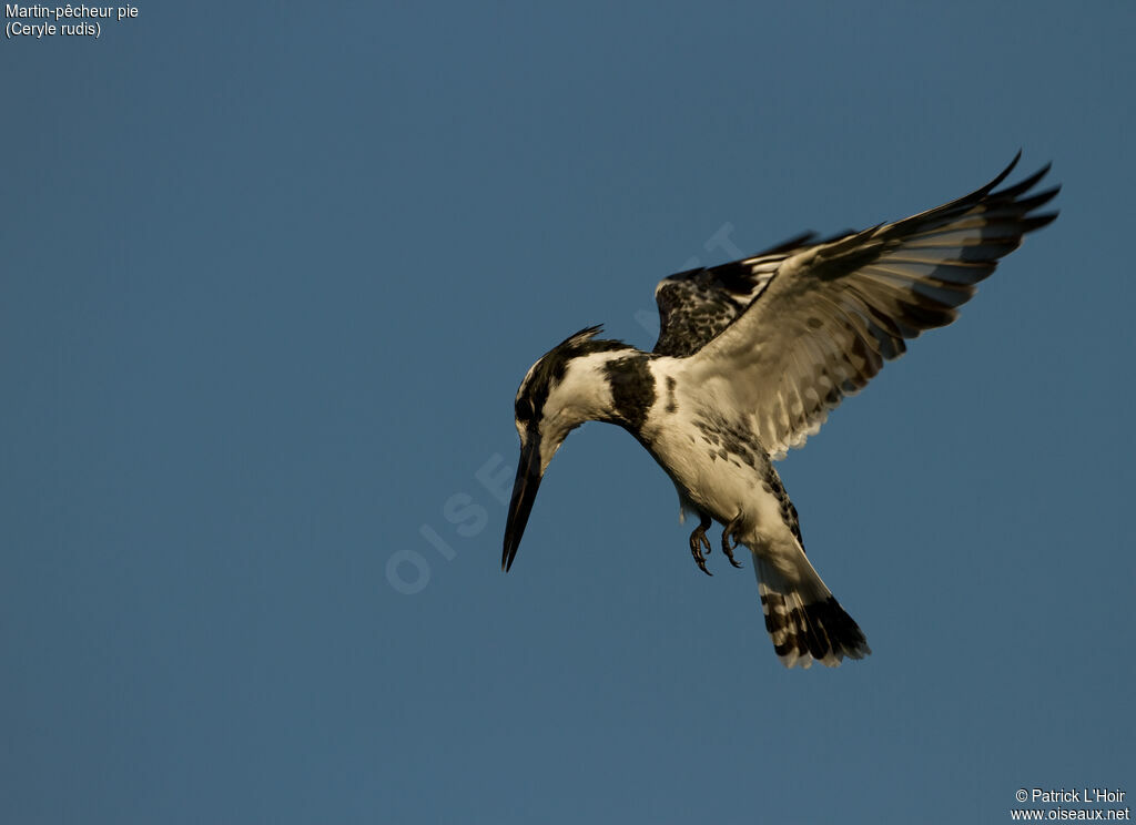 Pied Kingfisher female adult, Flight