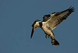 Pied Kingfisher