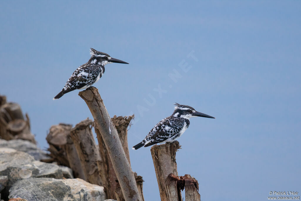 Pied Kingfisher