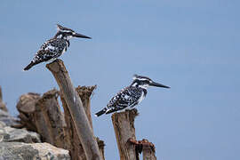 Pied Kingfisher