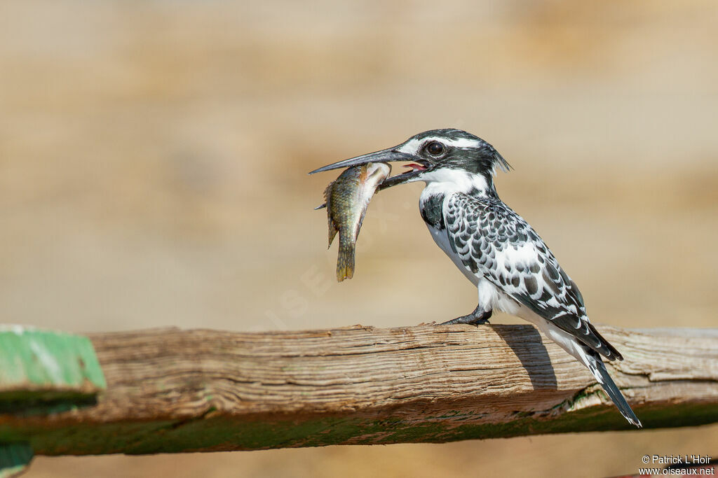 Pied Kingfisher