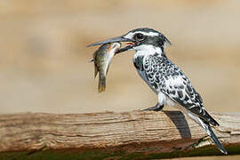 Pied Kingfisher