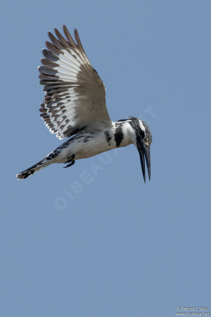 Pied Kingfisher