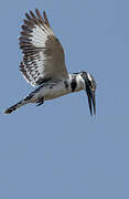 Pied Kingfisher