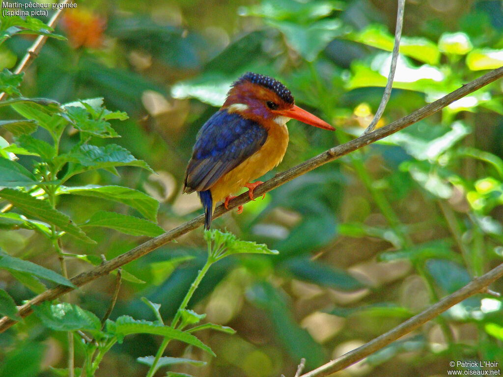 African Pygmy Kingfisher