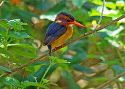 African Pygmy Kingfisher