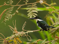 Green Kingfisher