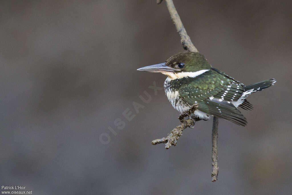 Green Kingfisher female immature, identification