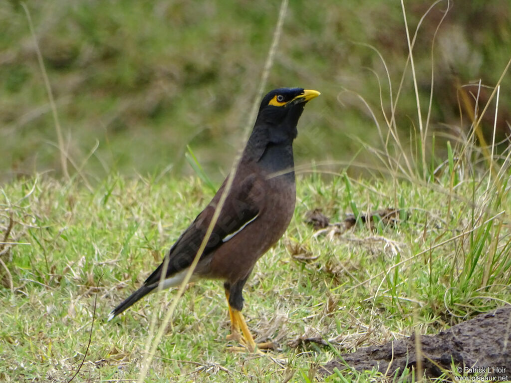 Common Myna