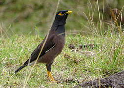 Common Myna