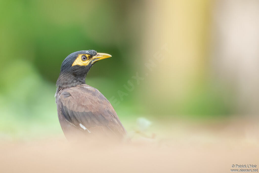 Common Myna