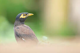 Common Myna