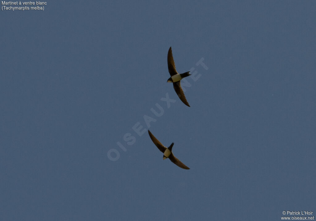 Alpine Swift, Flight