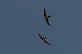 Alpine Swift