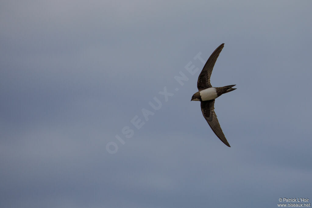 Alpine Swift