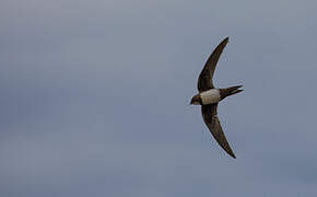 Alpine Swift