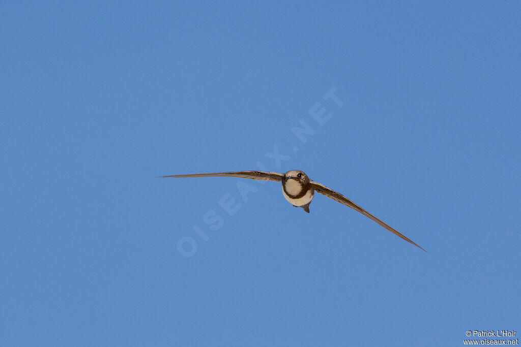 Alpine Swift