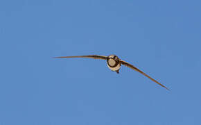 Alpine Swift