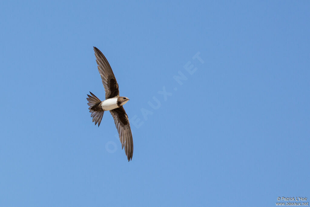 Alpine Swift