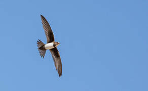 Alpine Swift