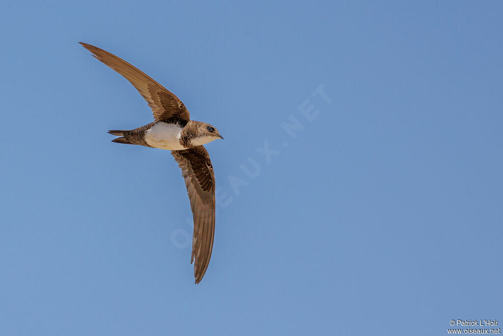 Alpine Swift