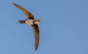 Alpine Swift