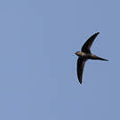 Martinet batassia