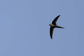 Asian Palm Swift