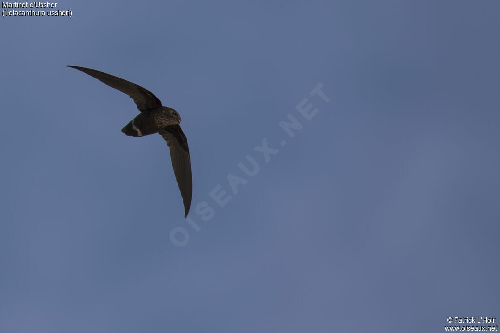 Mottled Spinetail, Flight