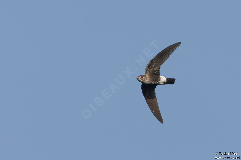 Mottled Spinetail