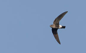 Mottled Spinetail