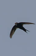 Scarce Swift