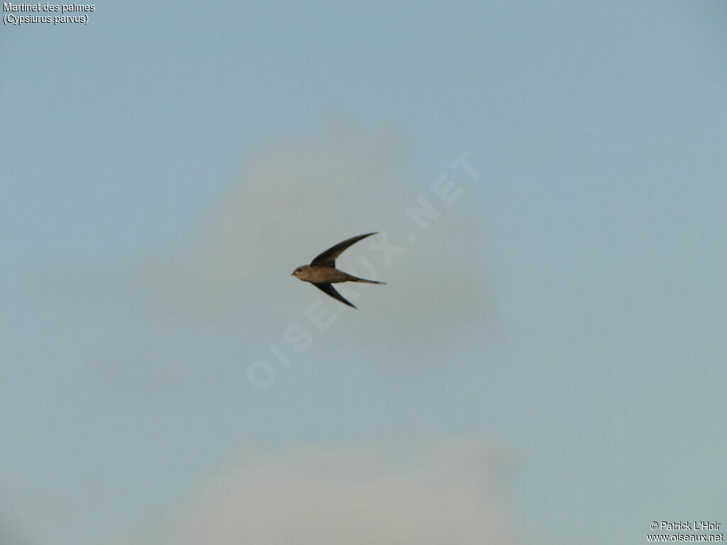 African Palm Swift