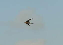 African Palm Swift