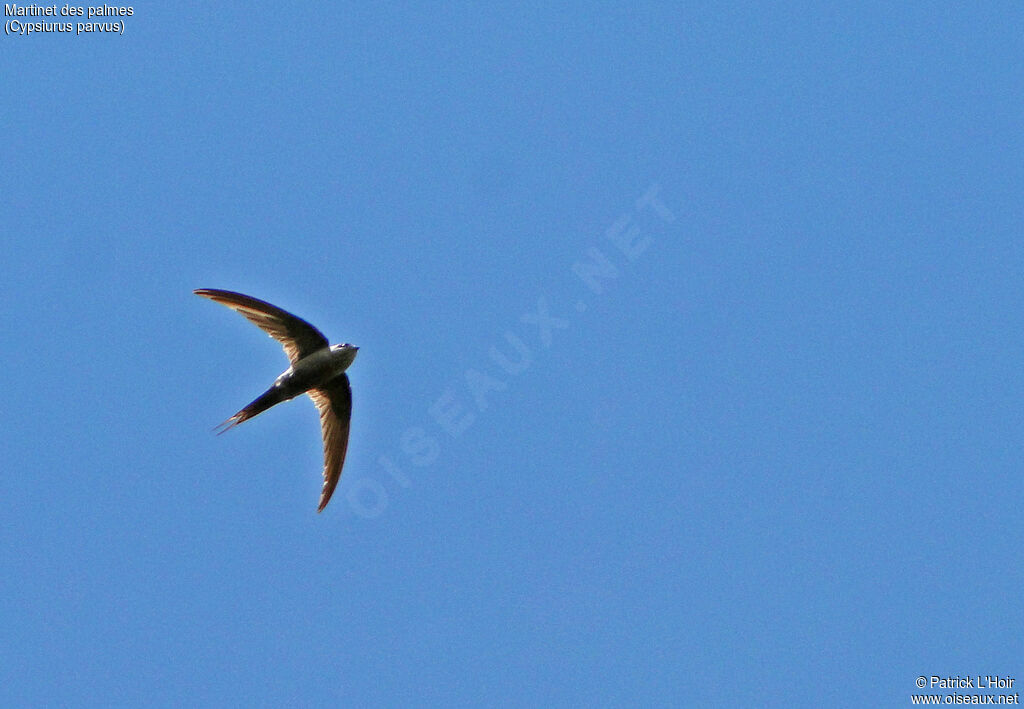 African Palm Swift