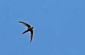 African Palm Swift