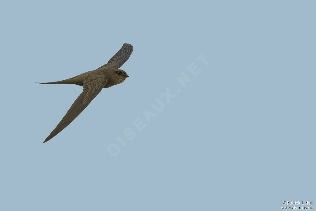 African Palm Swift