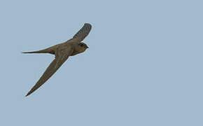 African Palm Swift