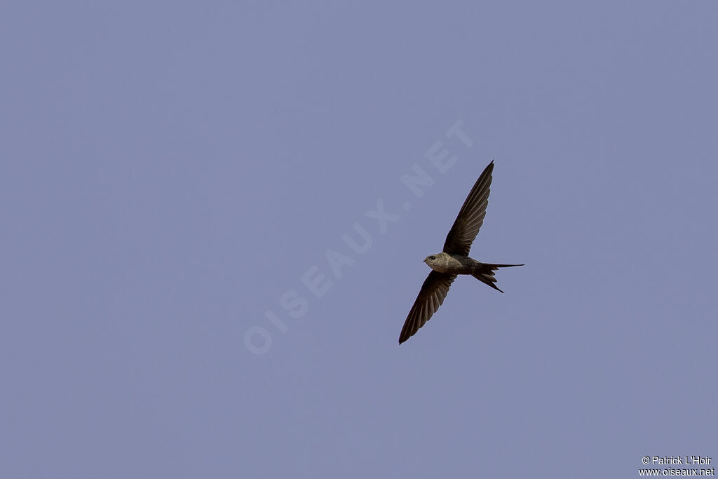 African Palm Swift