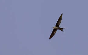 African Palm Swift