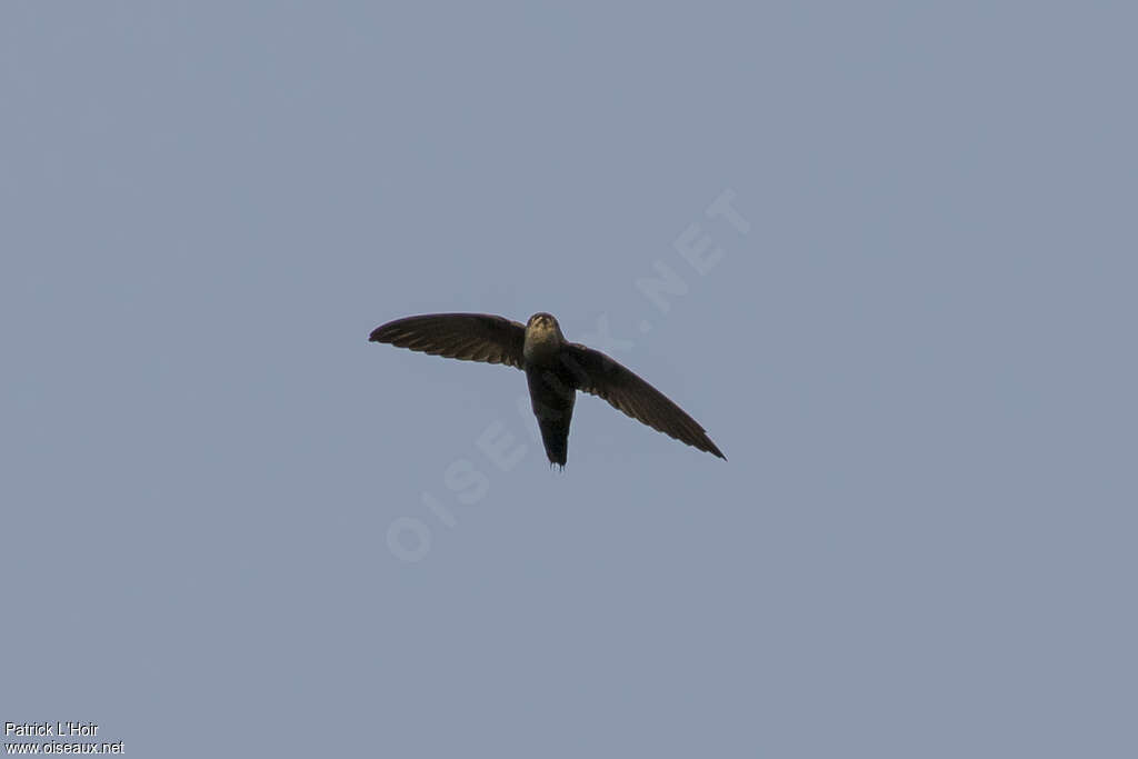 Costa Rican Swift, identification