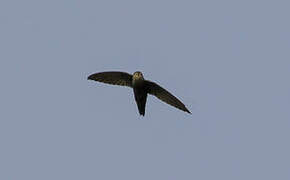 Costa Rican Swift