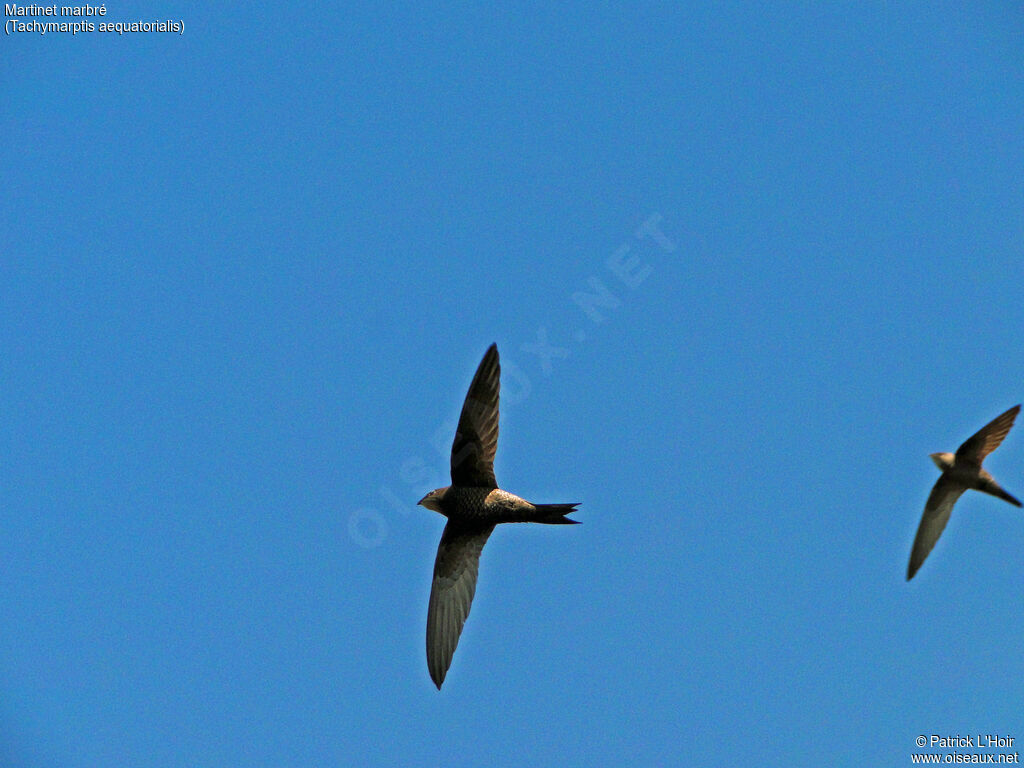 Mottled Swift