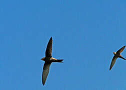 Mottled Swift